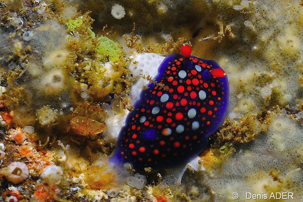 Aldisa barlettai Nudibranche du Cap Vert Novocrania turbinata-nudi-Cap Vert Pointe du Phare-23m-20150408-Denis-ADER-DSC_9758_tn.jpg